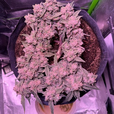Yuzu ephoria growlog timeline photo