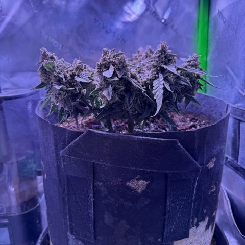 Yuzu ephoria growlog timeline photo