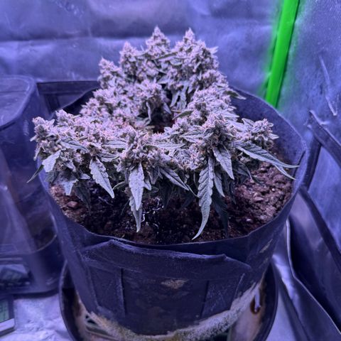 Yuzu ephoria growlog timeline photo