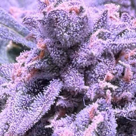 Yuzu ephoria growlog timeline photo