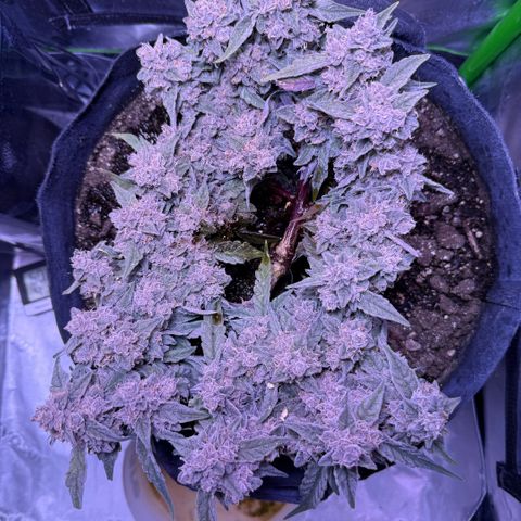 Yuzu ephoria growlog timeline photo