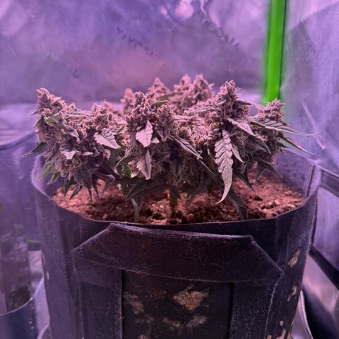 Yuzu ephoria growlog photo: Couple days left looks perfect and frosty