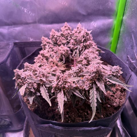 Yuzu ephoria growlog photo: Couple days left looks perfect and frosty