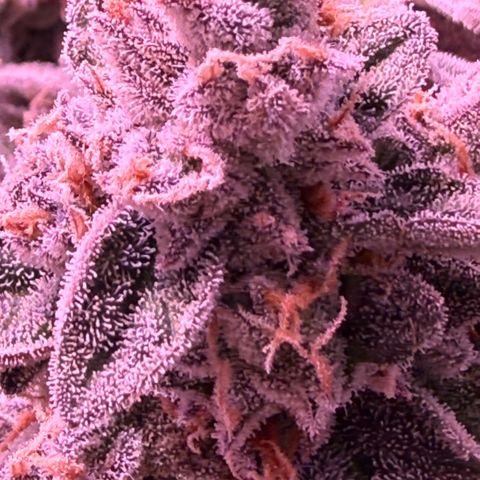 Yuzu ephoria growlog photo: Couple days left looks perfect and frosty