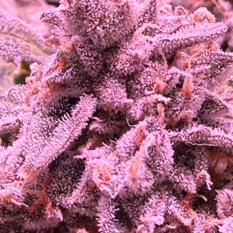 Yuzu ephoria growlog photo: Couple days left looks perfect and frosty