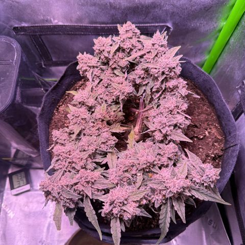 Yuzu ephoria growlog photo: Couple days left looks perfect and frosty