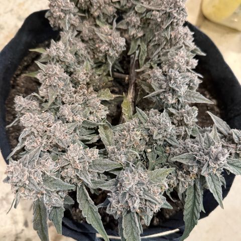 Yuzu ephoria growlog photo: Harvest day 80
