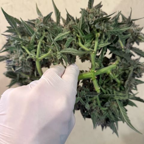 Yuzu ephoria growlog photo: Harvest day 80