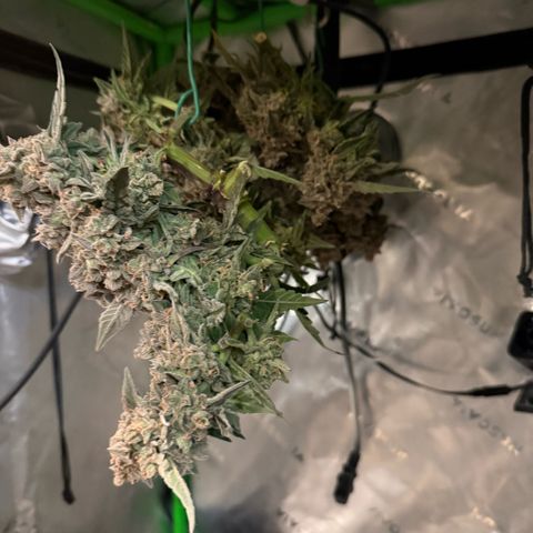 Yuzu ephoria growlog photo: Harvest day 80