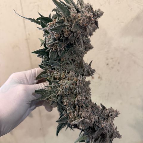 Yuzu ephoria growlog photo: Harvest day 80