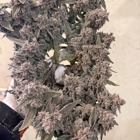 Yuzu ephoria growlog photo: Harvest day 80