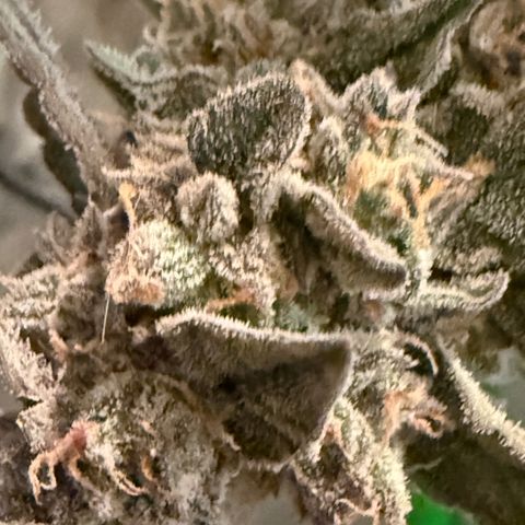 Yuzu ephoria growlog photo: Harvest day 80