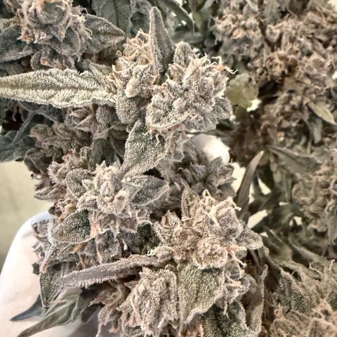 Yuzu ephoria growlog photo: Harvest day 80