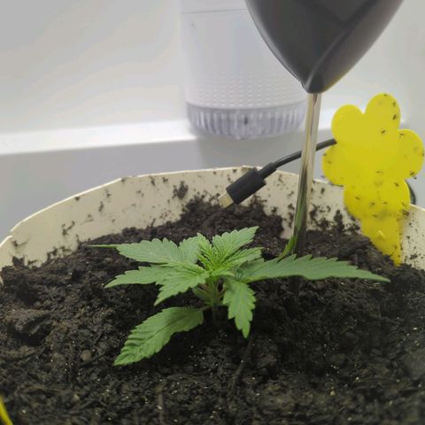 Skunk #1 growlog timeline photo