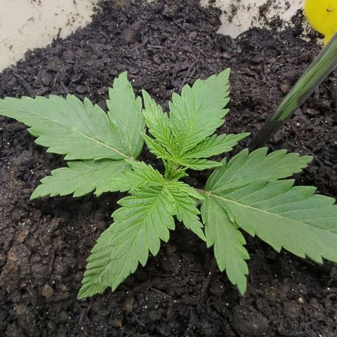 Skunk #1 growlog timeline photo