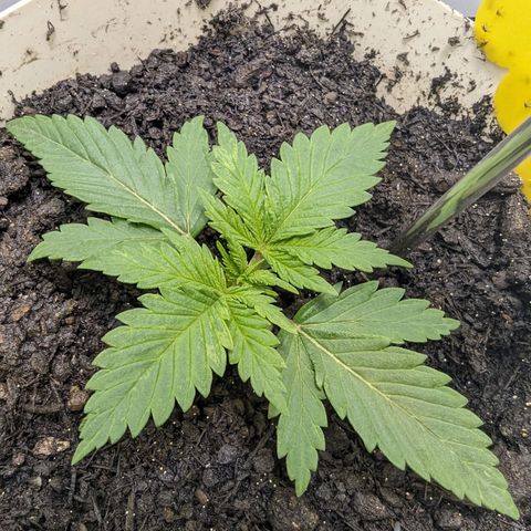 Skunk #1 growlog timeline photo