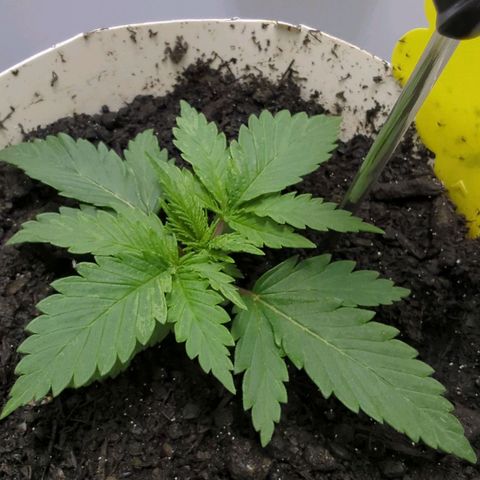 Skunk #1 growlog timeline photo