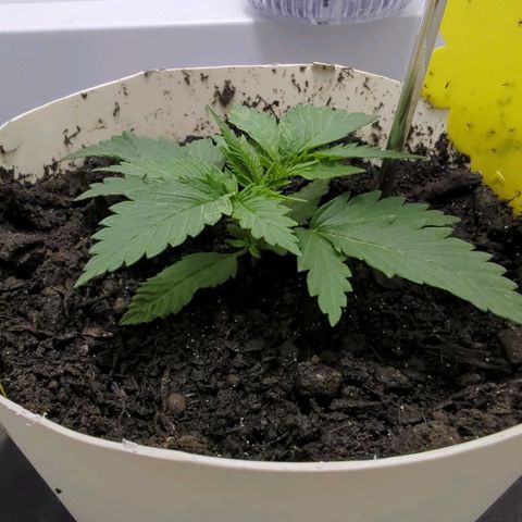 Skunk #1 growlog timeline photo