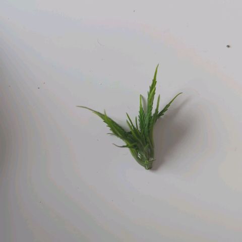 Skunk #1 growlog timeline photo