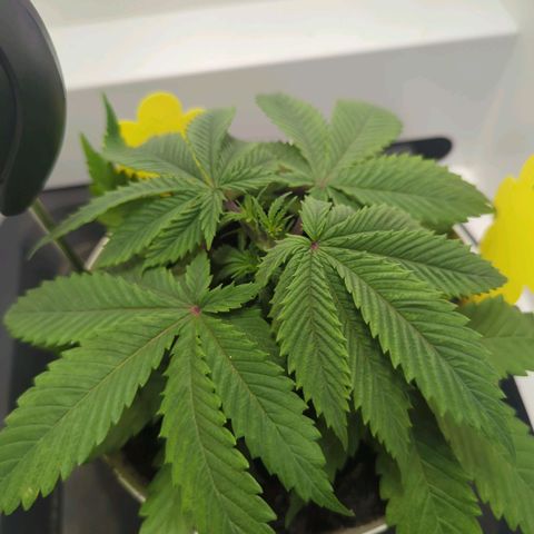 Skunk #1 growlog timeline photo