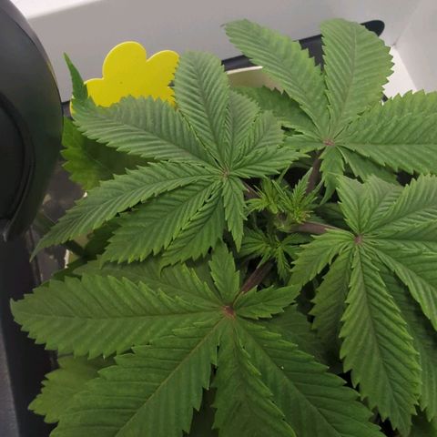Skunk #1 growlog timeline photo