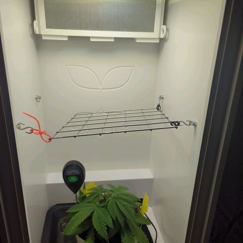 Skunk #1 growlog timeline photo