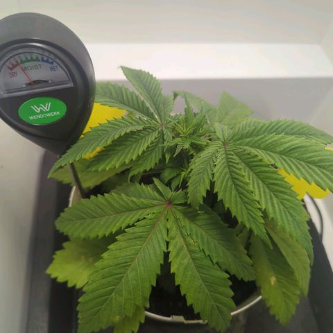 Skunk #1 growlog timeline photo