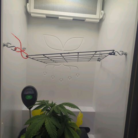 Skunk #1 growlog timeline photo