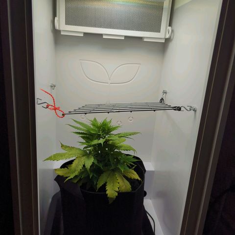 Skunk #1 growlog timeline photo