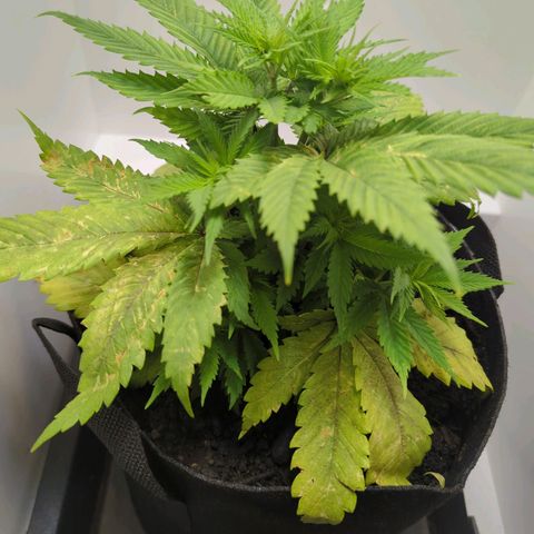 Skunk #1 growlog timeline photo