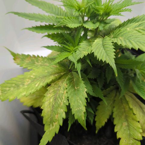 Skunk #1 growlog timeline photo