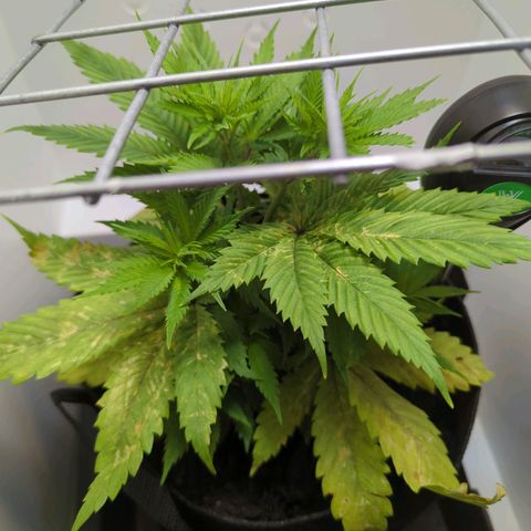 Skunk #1 growlog timeline photo
