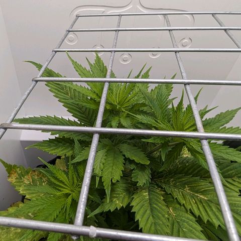 Skunk #1 growlog timeline photo