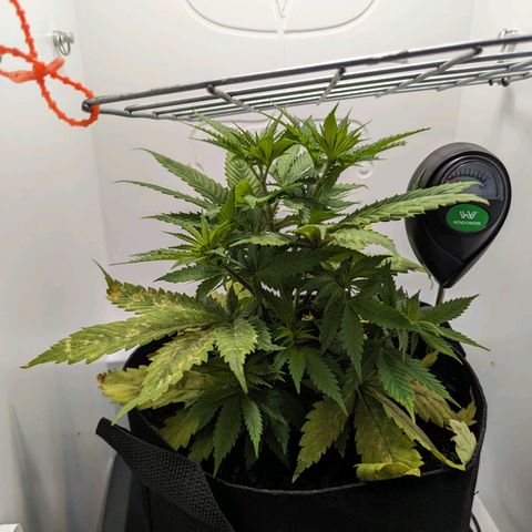 Skunk #1 growlog timeline photo