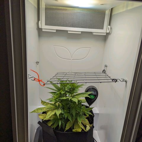 Skunk #1 growlog timeline photo