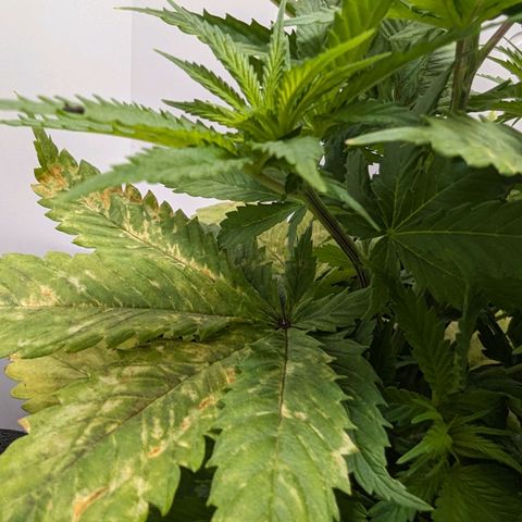 Skunk #1 growlog timeline photo