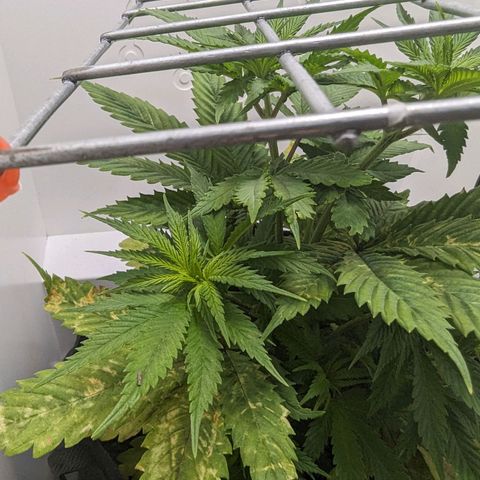 Skunk #1 growlog timeline photo