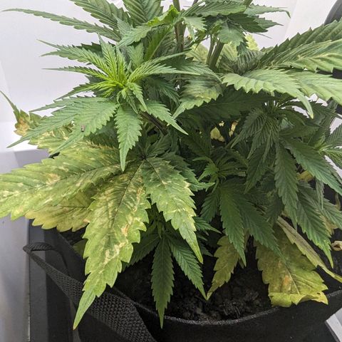 Skunk #1 growlog timeline photo