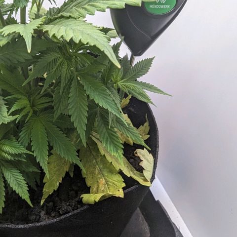 Skunk #1 growlog timeline photo