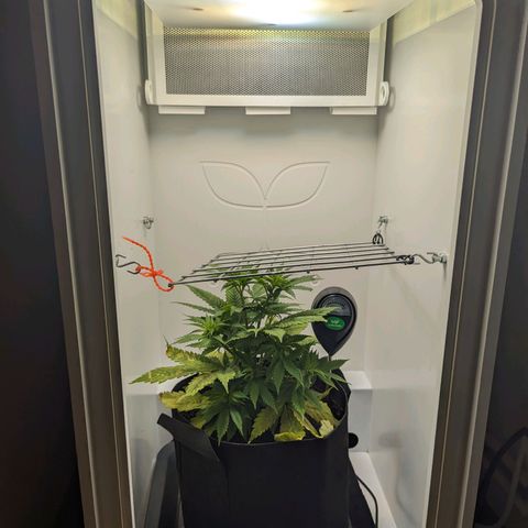 Skunk #1 growlog timeline photo
