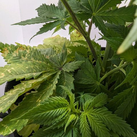 Skunk #1 growlog timeline photo