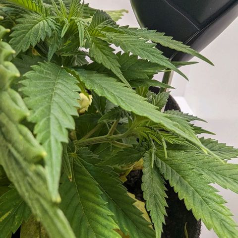 Skunk #1 growlog timeline photo