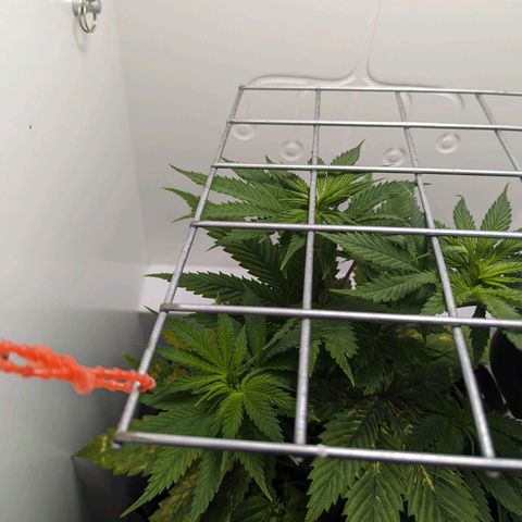Skunk #1 growlog timeline photo