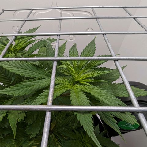 Skunk #1 growlog timeline photo