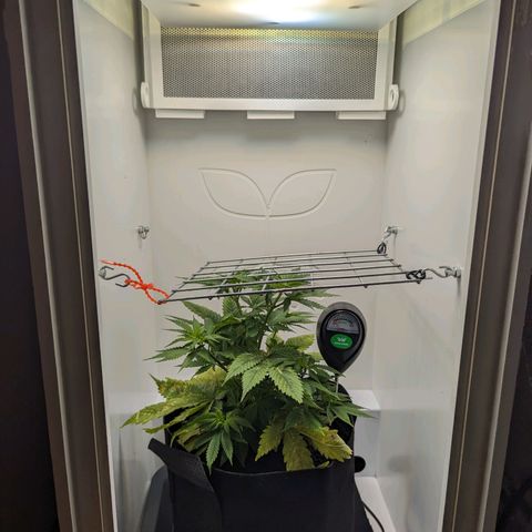 Skunk #1 growlog timeline photo