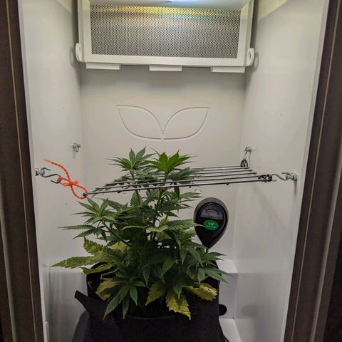 Skunk #1 growlog timeline photo