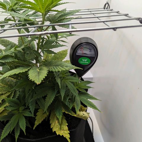 Skunk #1 growlog timeline photo