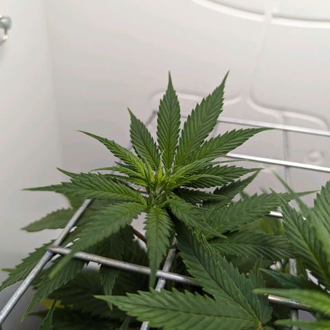 Skunk #1 growlog timeline photo