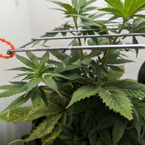 Skunk #1 growlog timeline photo