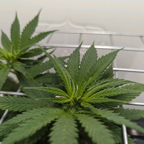 Skunk #1 growlog timeline photo